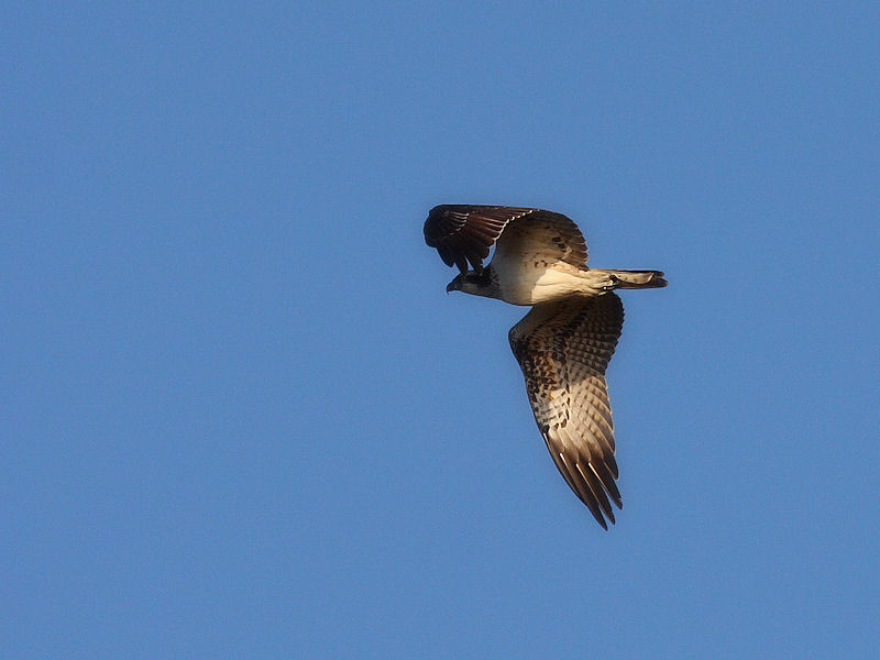 identificazione del rapace